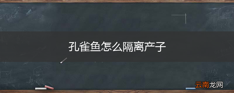 孔雀鱼怎么隔离产子