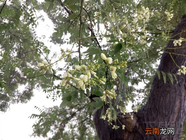 魅族mx6怎么样 魅族mx6手机测评