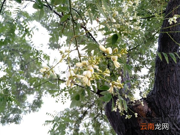 魅族mx6怎么样 魅族mx6手机测评