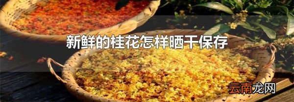 新鲜的桂花怎样晒干保存