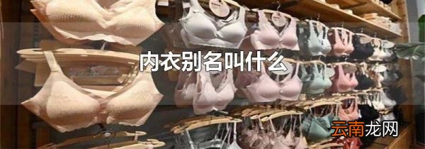 内衣别名叫什么