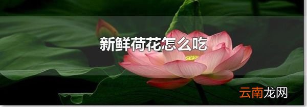 新鲜荷花怎么吃
