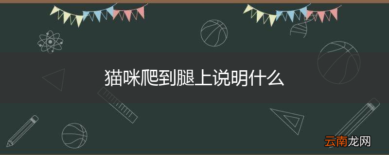 猫咪爬到腿上说明什么