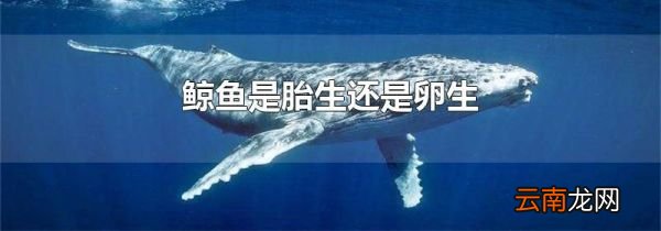 鲸鱼是胎生还是卵生