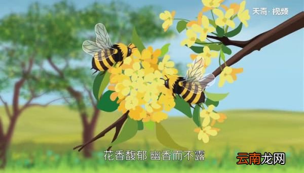 金桂飘香的意思 金桂飘香有什么含义