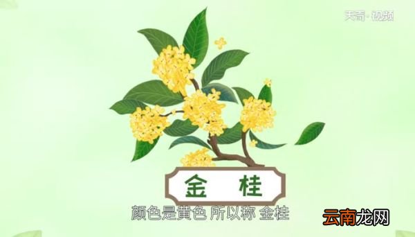 金桂飘香的意思 金桂飘香有什么含义