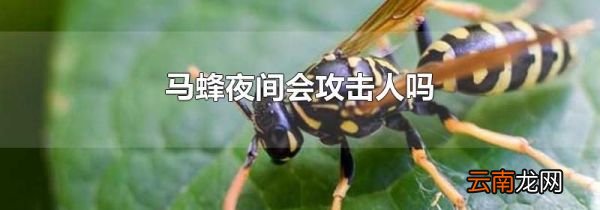 马蜂夜间会攻击人吗