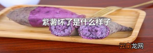 紫薯坏了是什么样子