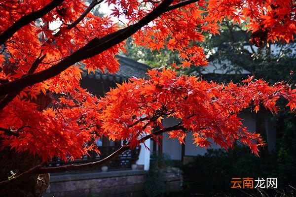 北美红枫与美国红枫有什么不同 北美红枫和美国红枫的区别