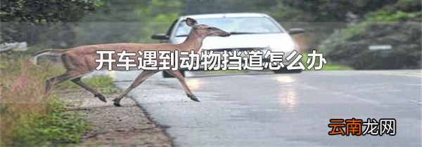开车遇到动物挡道怎么办