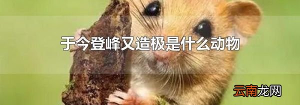 于今登峰又造极是什么动物