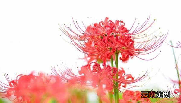 彼岸花的寓意 彼岸花什么寓意