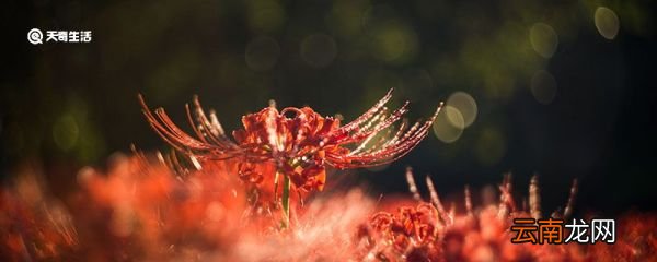 彼岸花的寓意 彼岸花什么寓意