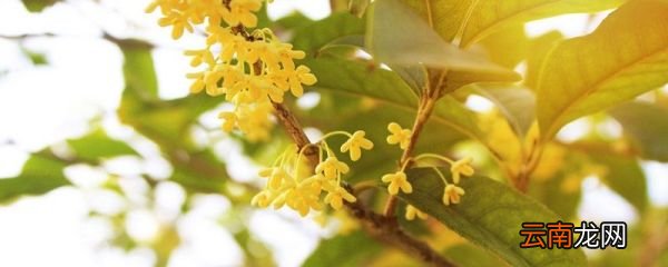 桂花比喻什么样的人 桂花可以比喻什么样的人