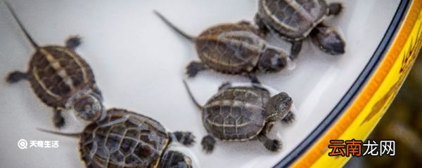 金钱龟如何养殖 金钱龟养殖方法