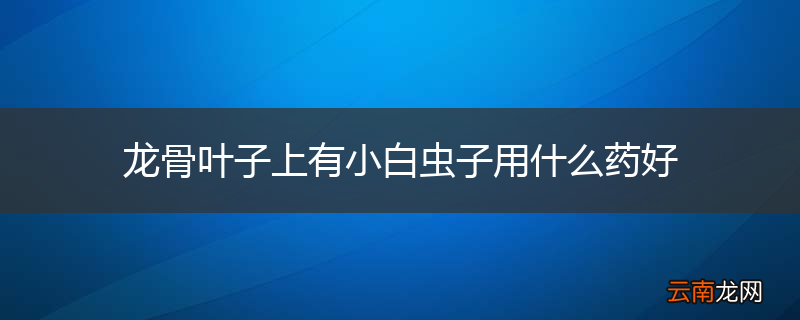 龙骨叶子上有小白虫子用什么药好