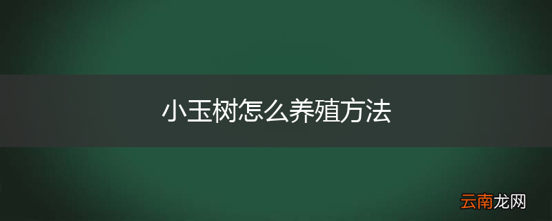 小玉树怎么养殖方法