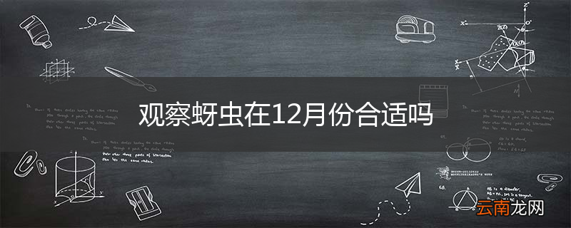 观察蚜虫在12月份合适吗