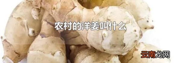 农村的洋姜叫什么