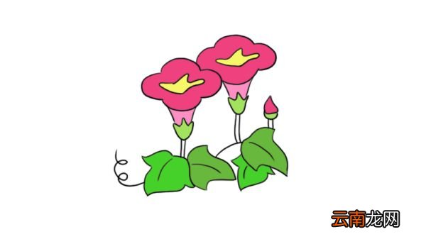 花的简笔画图片大全集 花怎么画简单