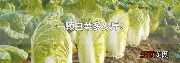 一颗白菜多少斤?