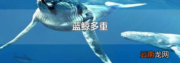 蓝鲸多重