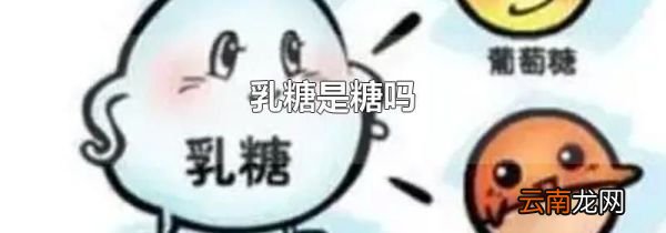 乳糖是糖吗