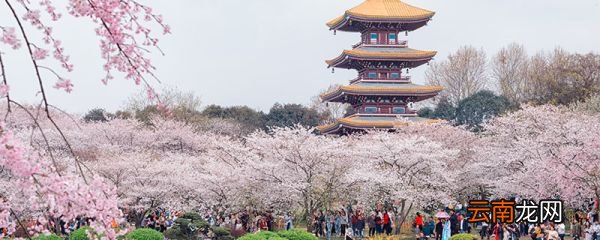春天有什么花 春天都会开什么花