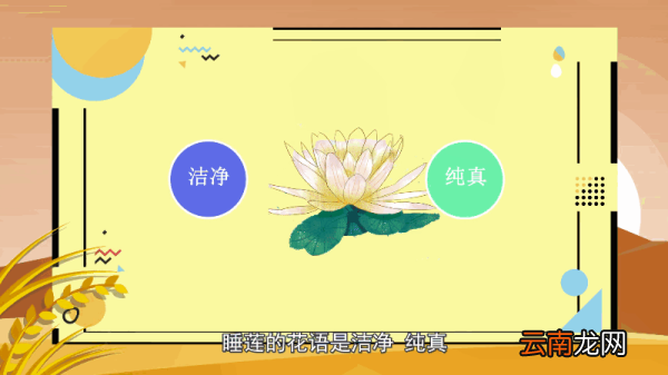 睡莲花语 睡莲花语是什么