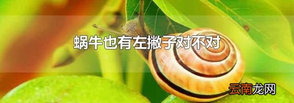 蜗牛也有左撇子对不对
