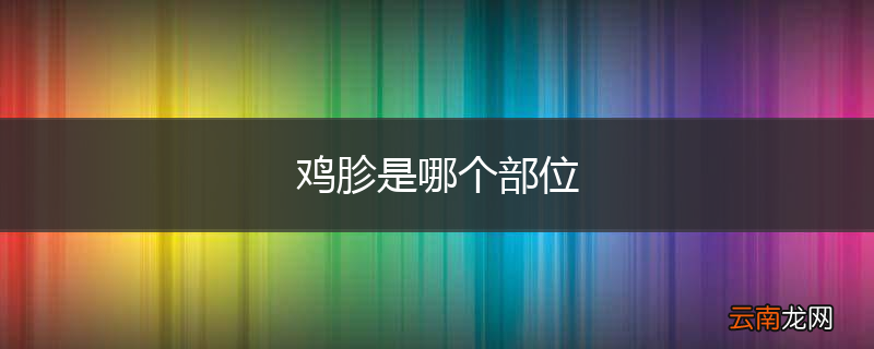 鸡胗是哪个部位