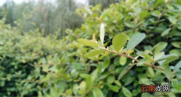 红米Pro尊享版怎么样 红米Pro尊享版手机评测