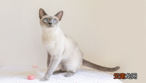 薛定谔的猫是什么意思比喻什么 薛定谔的猫解释