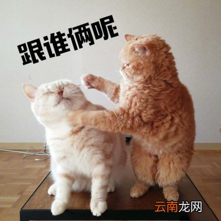 跟谁俩呢图片你跟谁俩呢表情包大全
