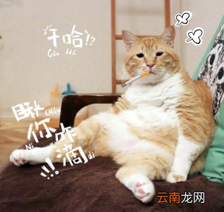 跟谁俩呢图片你跟谁俩呢表情包大全