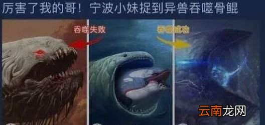 菜虚鲲是什么梗？