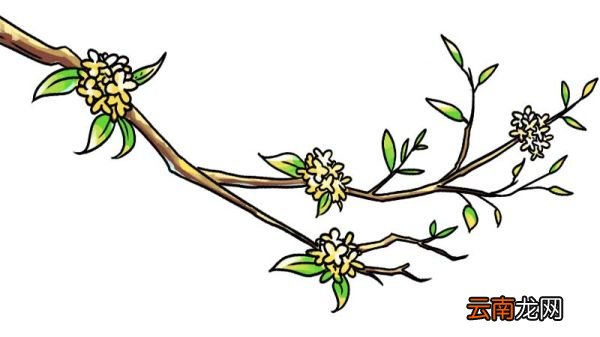 桂花树简笔画 桂花树简笔画怎么画