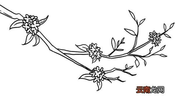桂花树简笔画 桂花树简笔画怎么画