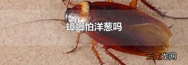 蟑螂怕洋葱吗