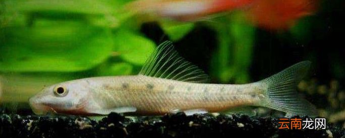 淡水鱼能在海里生活吗？