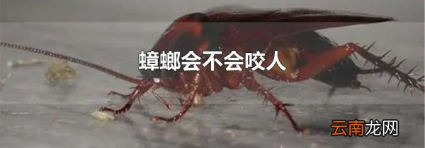 蟑螂会不会咬人