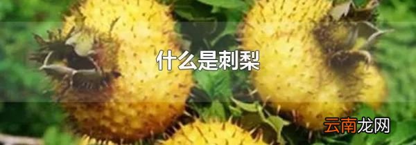 什么是刺梨