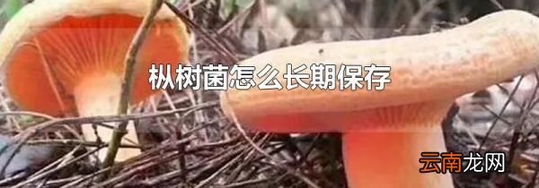 枞树菌怎么长期保存