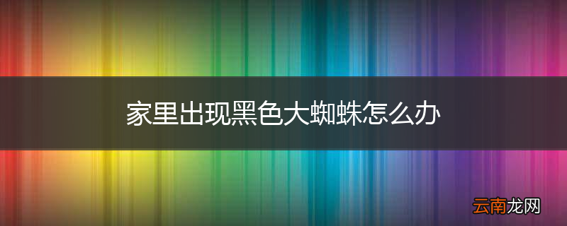 家里出现黑色大蜘蛛怎么办