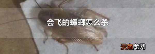 会飞的蟑螂怎么杀