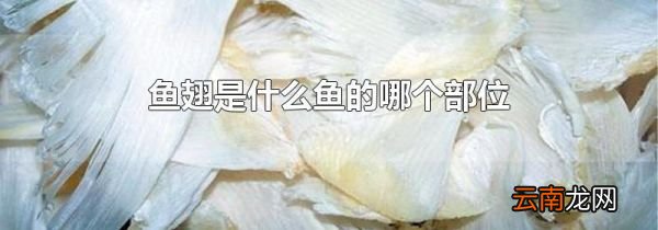鱼翅是什么鱼的哪个部位