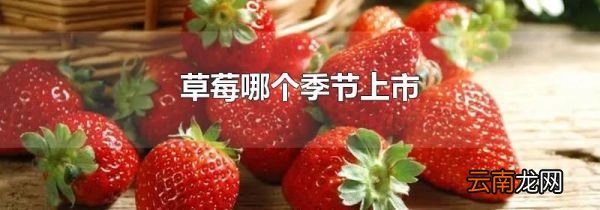草莓哪个季节上市