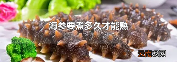 海参要煮多久才能熟
