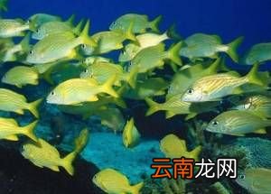 鱼贯而出的贯是什么意思？