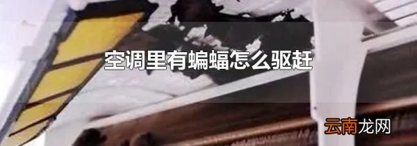 空调里有蝙蝠怎么驱赶
